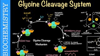 Glycine Cleavage System Glycine Decarboxylase Complex Glycine Degradation Biochemistry
