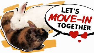 Are They Bonded Yet? (how to move rabbits in together)