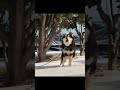 흔한 대한민국 댕댕이 인증법 #shorts