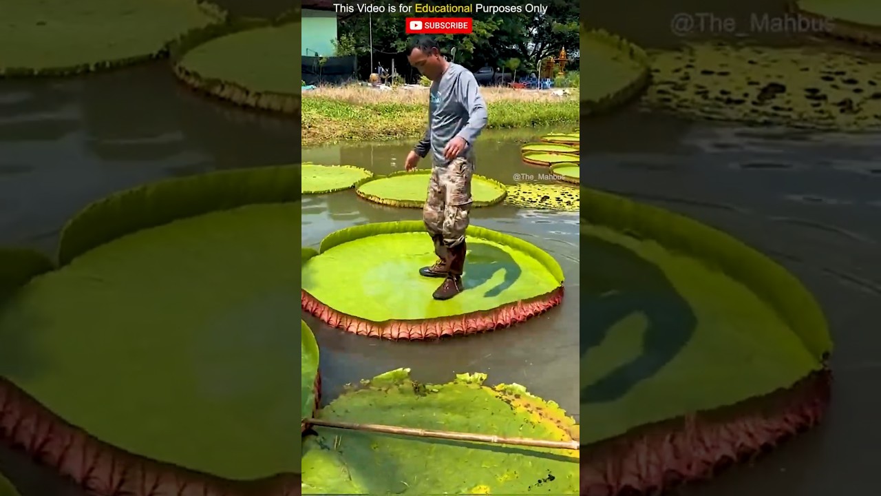 Never Step on This Giant Leaf! 😨||@The_mabhus #shorts