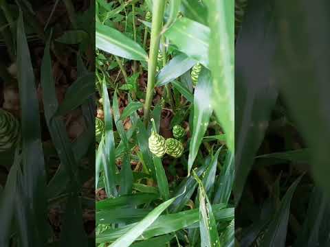 Video: Growing Wild Ginger - ¿Puedes cultivar plantas de jengibre en la naturaleza?