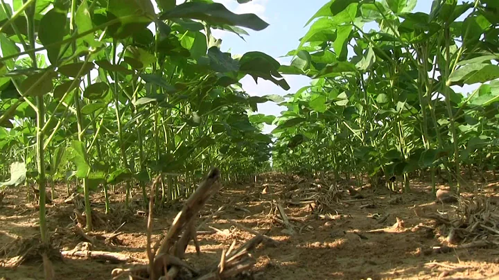 Midsouth Planting Date/Maturity Group Research wit...