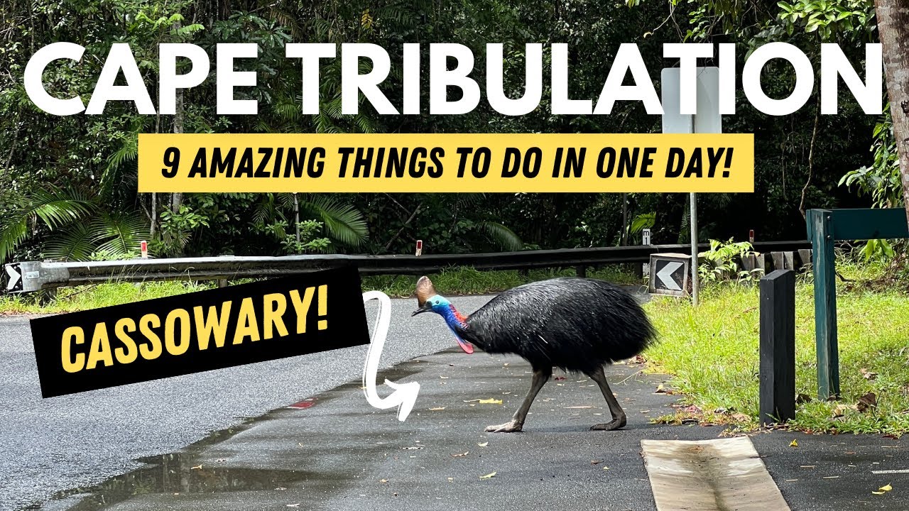 A Complete Guide to Cape Tribulation and Daintree Rainforest