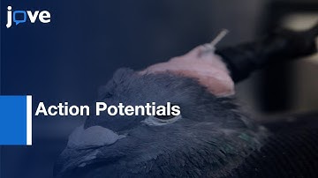 Single Neurons Action Potentials Recording | Protocol Preview