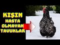 OCAK AYINDA TAVUKLARA NASIL BAKILIR? NELER YAPILMALI.