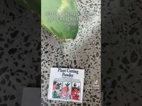 Video: Ocotillo-Vermehrung: Wie vermehre ich eine Ocotillo-Pflanze?