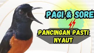 Download Lagu ‼️PANCINGAN PAGI SORE AGAR MURAI BATU GACOR ! ! MURAI MACET PASTI NYAUT EMOSI ! ! MP3