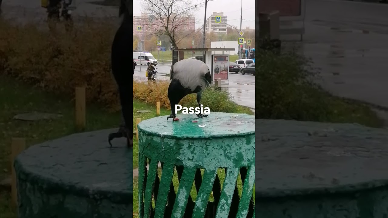 Любимое угощение 