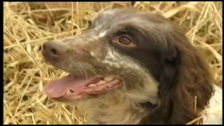 MODERN GUNDOG TRAINING COCKER SPANIEL PART 4 by SPORTING SCENE UK 16,920 views 4 years ago 14 minutes, 39 seconds