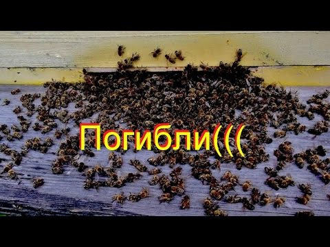 Пчелы обречённые на гибель + ловушки для ос и шершней