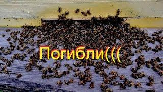 Пчелы обречённые на гибель + ловушки для ос и шершней