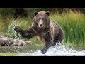 Grizzly Bear Wildlife Photography - the momma bear charged us!