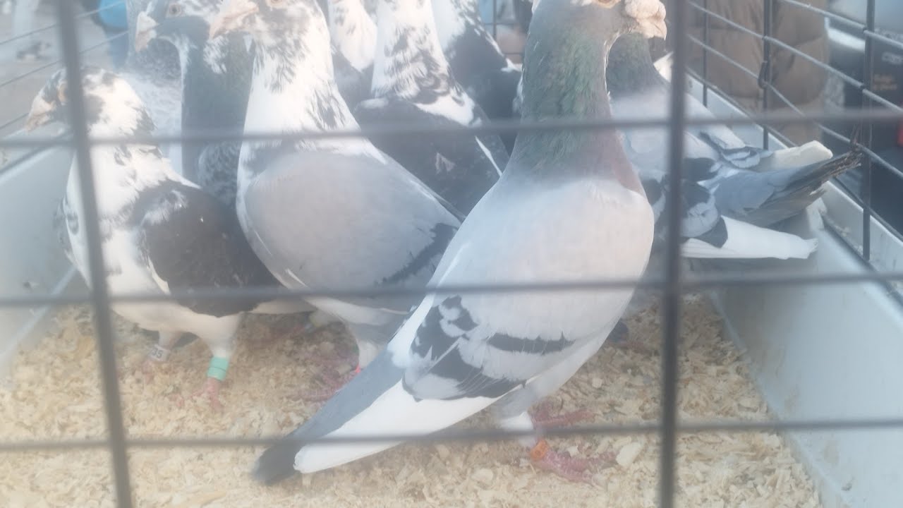  GOŁĘBIE RYNEK EŁK 28.2.2026😁👋🤝👍😉 część 1 