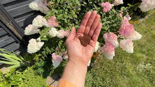 Just a handful is enough. In spring this is the best natural fertilizer for hydrangeas