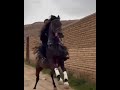اسب اصیل Hoors نمایشی تقدیم ب شما لطفا حمایت کنین اسب اصیل Hoors نمایشی تقدیم ب شما لطفا حمایت کنین