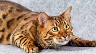 Бенгальская кошка Бенгальская кошка