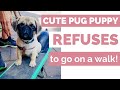 CUTE PUG PUPPY REFUSES TO WALK |  Includes special bonus features!