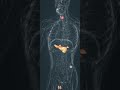 hormones released by various endocrine glands #biology #cbse12thbiology #endocrinegland #hormones