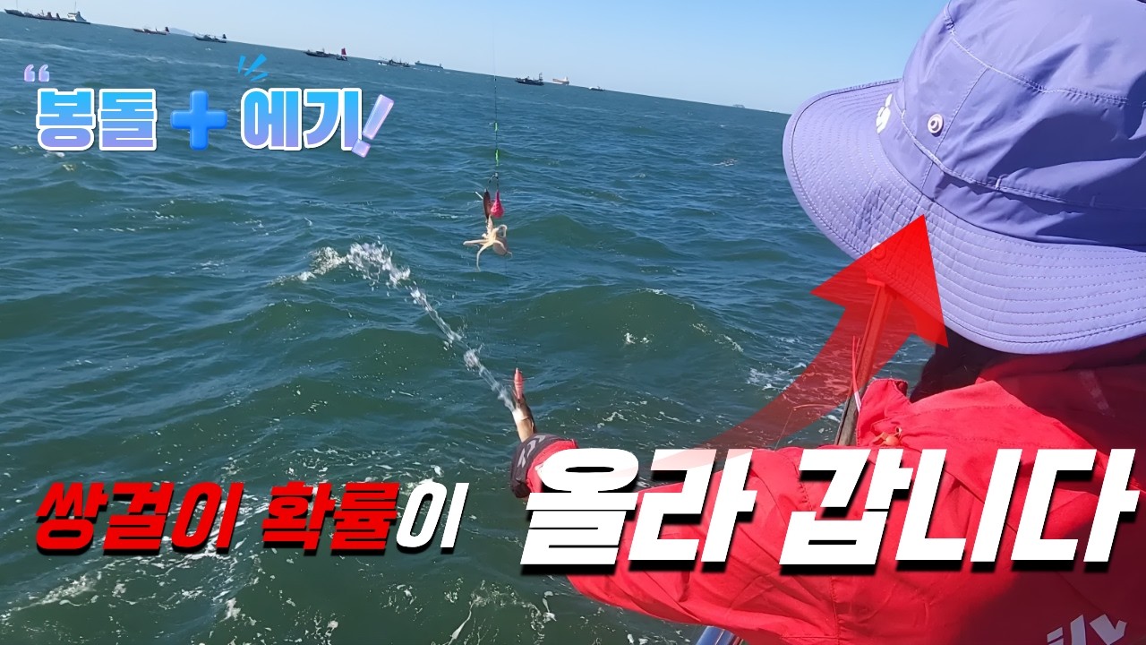 주꾸미 마릿수가 두배로 올라간다고??!!