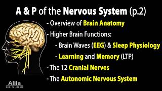 Anatomy & Physiology of the Nervous System, Animation p.2 with Quizzes. See Description for Chapters