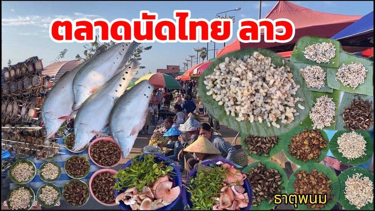 ไข่มดแดง ของป่า ของแซบอีสานบ้านเฮา ตลาดนัดไทยลาว 19 กพ 2569 #ตลาดลาว #localmarket