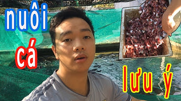 Giới Thiệu Mô Hình Nuôi Cá Lóc Đầu Vuông, Cá Trê Lai Bể Xi Măng - Trại Cá Phú Yên