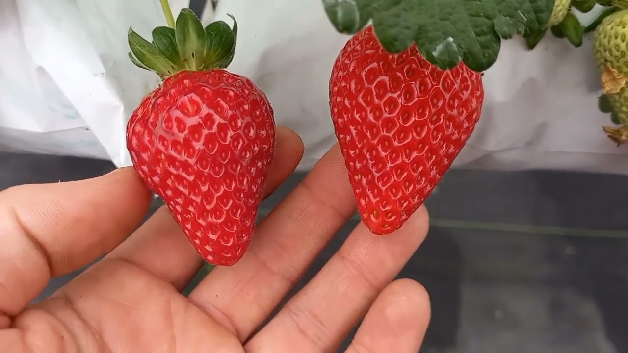 Manejo que recomendamos na cultura do morangueiro para não precisar aplicar defensivos químicos