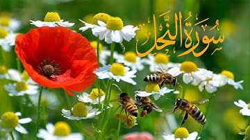 سورة النحل | القارئ عبدالكريم العداني