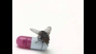 Red Hot Chli Peppers - Brendan's Death Song