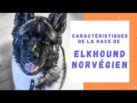 Vidéo: Les chiens d'élan norvégiens peuvent-ils chasser ?