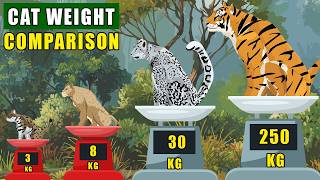 Cat Family Weight Comparison: From 2 kg Black-Footed Cat to 250 kg Tiger