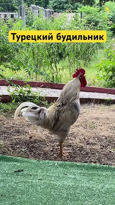 Турецкий петух - будильник - YouTube