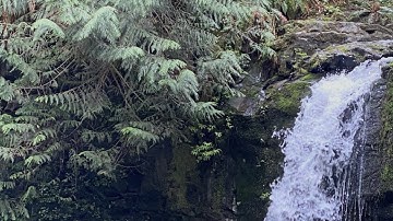 CK3 Eugenics Program?? (Multi-Stream)