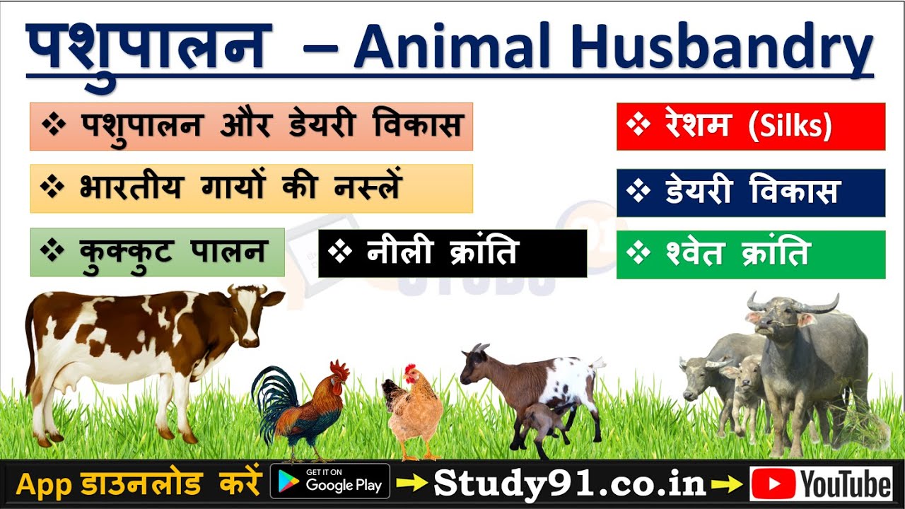  Geography - Animal Husbandry Video with Important Question Answer  in Hindi Study91 Nitin - YouTube