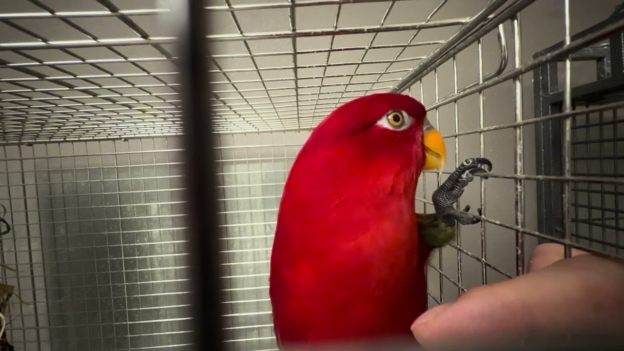 berobero seijin🍅wuewuewuewuewue