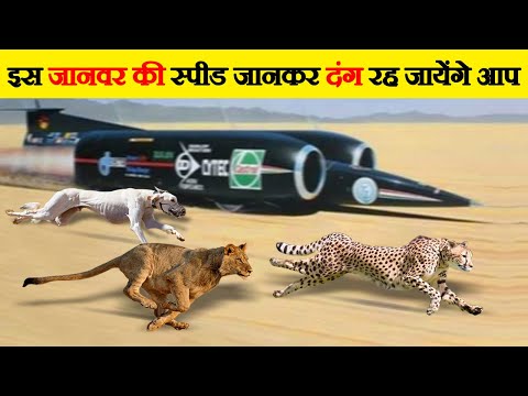 वीडियो: कौन सा जानवर सबसे ज्यादा भूखा है?