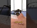 كيف يهاجمك النمل حق ا الحقيقة الصادمة 