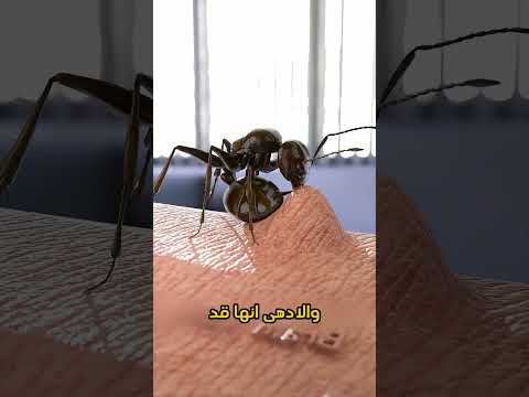 كيف يهاجمك النمل حق ا الحقيقة الصادمة