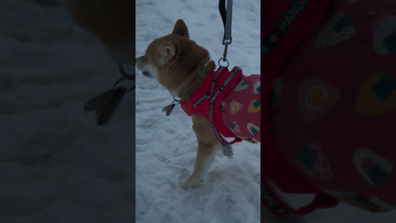 雪国　大内宿❄️Snowy Ōuchi-juku⛄️