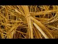 view Twining Cedar (2 of 15): Weaving Terms digital asset number 1