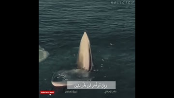 وإن يونس لمن المرسلين I حالات واتس ماهر المعيقلي I سورة الصافات