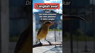 Download Lagu PROSES PENJINAKAN SOGON BAHAN#sogon #sogokontong #shorts #short MP3 Download Lagu PROSES PENJINAKAN SOGON BAHAN#sogon #sogokontong #shorts #short MP3