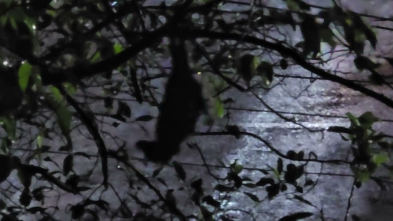 Friendly Flying Fox Frantically Feasting on Figs the Favourite Food during Fun Filled Festival