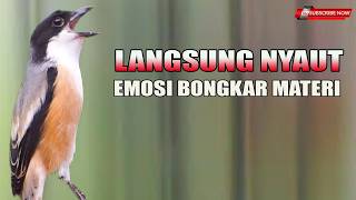 🔴 Live Cendet Gacor Cocok Untuk Pancingan Burung Bahan Cepat Emosi Nyaut Bongkar Materi