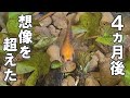 【メダカ飼育】リキウキの子供…4ヵ月後の姿に…