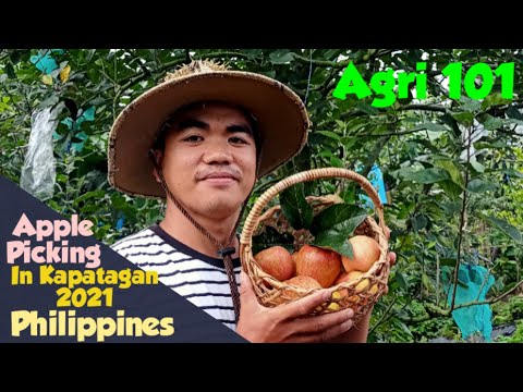 Video: Mountain Apple Information - Alamin Kung Paano Magtanim ng Mountain Apples