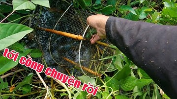 Thăm Lờ Cá Lủi Vô Ổ Ong Nghệ Xém Chút Nữa Là Bị Nó Hôn Rồi - Cũng May Mắn Bữa Nay Trúng Toàn Cá Ngon