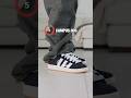 Top 5 Adidas Sneakers 2026