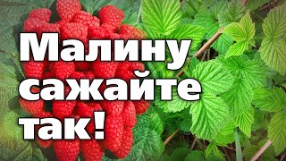 Осенняя Посадка Малины. Урожаи Вас Порадуют