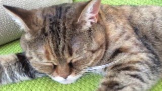 Смешной коте I Funny cats Смешной коте I Funny cats